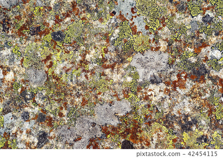 background, texture - multicolored lichen on stone background, texture - multicolored lichen on stone 42454115