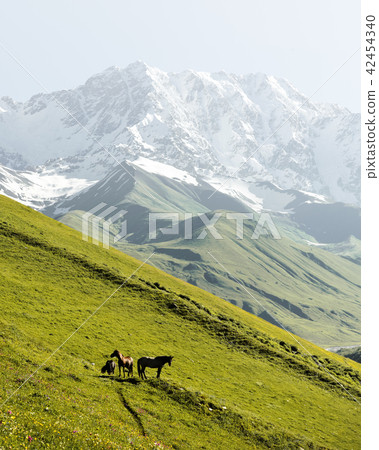 Horses on green valley against main Caucasian ridge 42454340