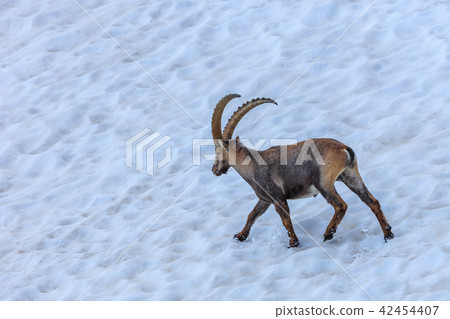Ibex, Range of Mont Blanc, France 42454407