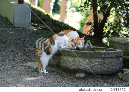 在京都哲學途中的兩隻貓飲用水 42455252