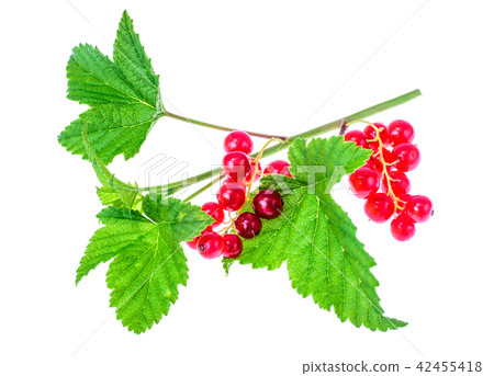 Red currant branch with berries and green leaves Red currant branch with berries and green leaves 42455418