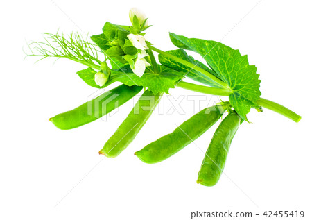 Branch of green peas with leaves and pods 42455419