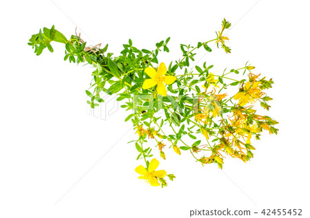 St. John's wort (Hypericum perforatum)on white background 42455452