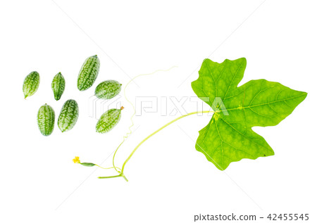 Melothria scabra, mouse melon sweet delicious vegetable, mexican fruit, plant leaves Melothria scabra, mouse melon sweet delicious vegetable, mexican fruit, plant leaves 42455545