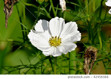 開花在三鷹中原的波斯菊 開花在三鷹中原的波斯菊 42456368