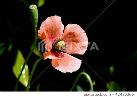 在三鷹中原開花的Hinagishi 42456369