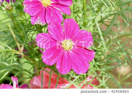 Pink cosmos blooming in Mitaka Nakahara Pink cosmos blooming in Mitaka Nakahara 42456463