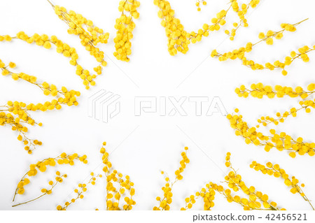 yellow flowers mimosa decorated sun 42456521