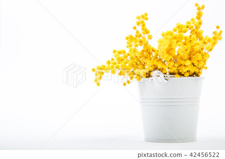 bouquet of yellow mimosa flowers standing bucket 42456522