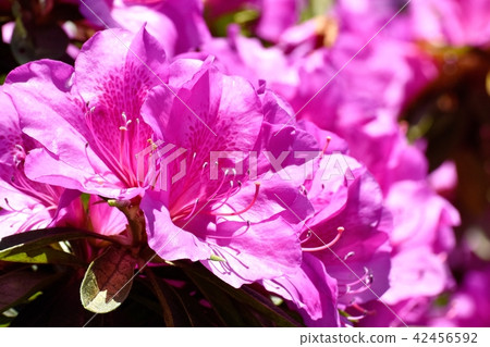 Hirado Azalea blooming in Mitaka Nakahara (Omurasaki Azalea) 42456592