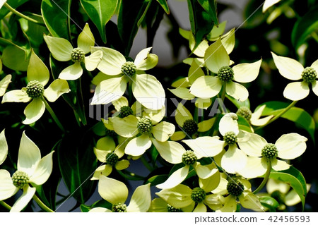 Yamabashi blooming in Mitaka Nakahara Yamabashi blooming in Mitaka Nakahara 42456593