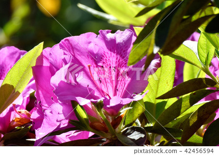 Hirado Azalea blooming in Mitaka Nakahara (Omurasaki Azalea) 42456594
