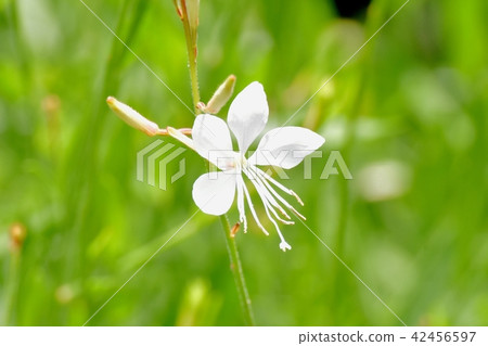 Gowa · white blooming in Mitaka Nakahara Gowa · white blooming in Mitaka Nakahara 42456597