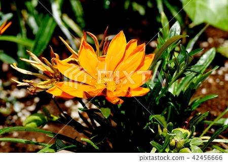 Ghazania盛開在三鷹中原 Ghazania盛開在三鷹中原 42456666