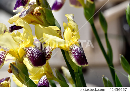黃色流動在三鷹中原和虹膜顏色 黃色流動在三鷹中原和虹膜顏色 42456667