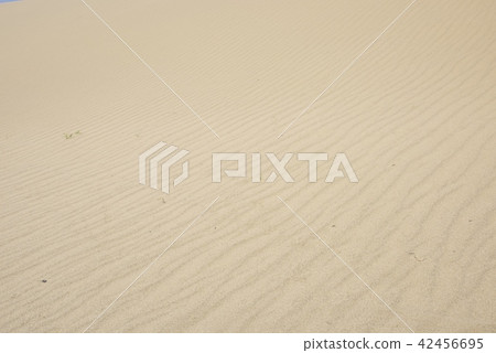 鳥取沙丘在夏天 鳥取沙丘在夏天 42456695