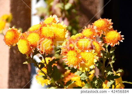 Spray gear blooming in Mitaka Nakahara 42456884