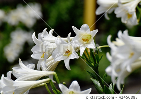 Lepidoptera lily blooming in Mitaka Nakahara 42456885