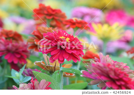 Colorful Zinnia violacea small flower with leaves 42456924