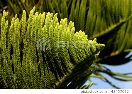 Nan Yogi Nan Yogi 42457052