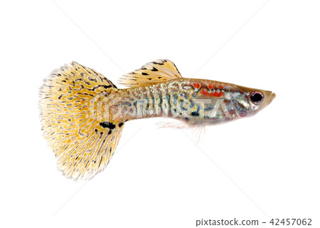 Guppy Guppy 42457062