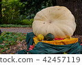 Fresh pumpkins with huge pale pumpkin in  garden 42457119