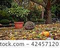 Orange pumpkins with cactuses 42457120