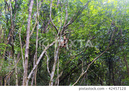 野生兒童orang utan 野生兒童orang utan 42457128