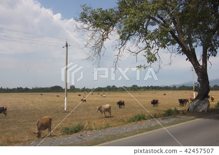 grazing cows in the open field grazing cows in the open field 42457507