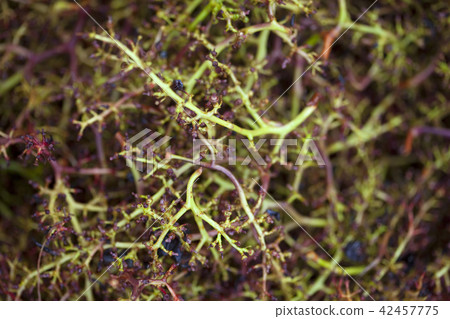 Grape residues in a winery 42457775