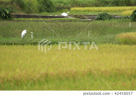 Satoyama's Autumn Landscape Rice field's Egret Satoyama's Autumn Landscape Rice field's Egret 42458057