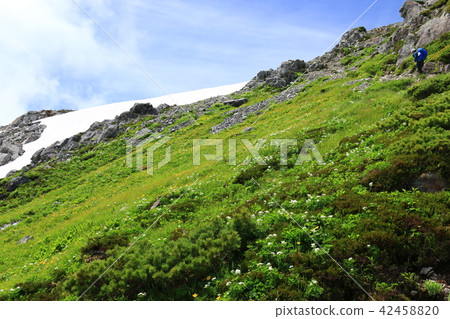 北阿爾卑斯山Sannata Renkaku dake花園就在山頂下，Shinanokinbai，Hakusan Ichige 42458820