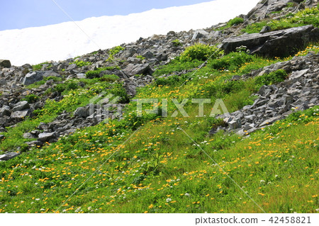 Northern Alps Sannata Renkaku dake flower garden just below the summit of the mountain, Shinanokinbai, Hakusan Ichige 42458821