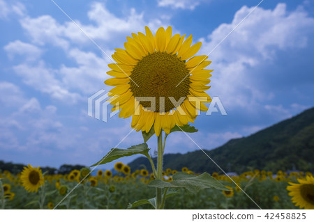 sunflower sunflower 42458825