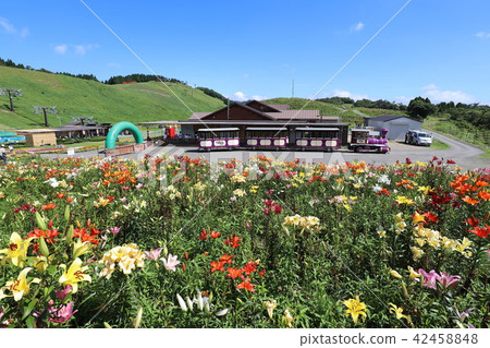 Biwako Tateyama Lily Park Biwako Tateyama Lily Park 42458848