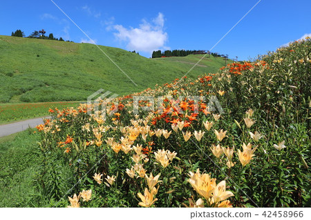 琵琶湖立山百合公園 42458966