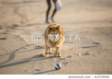 打在日落沙灘的逗人喜愛的什巴Inu球 42459098