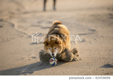打在日落沙灘的逗人喜愛的什巴Inu球 打在日落沙灘的逗人喜愛的什巴Inu球 42459099
