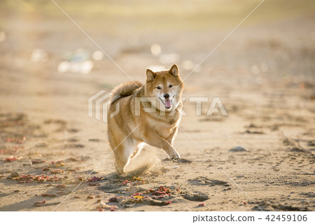 Cute Shiba Inu running on the sunset sunset 42459106