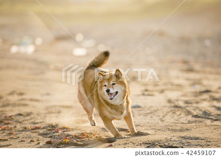 Cute Shiba Inu running on the sunset sunset Cute Shiba Inu running on the sunset sunset 42459107