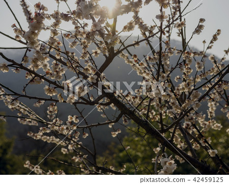 Plum blossoms under spring sunshine 42459125