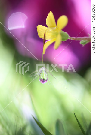 Image of fluff and drop of dandelion 42459266