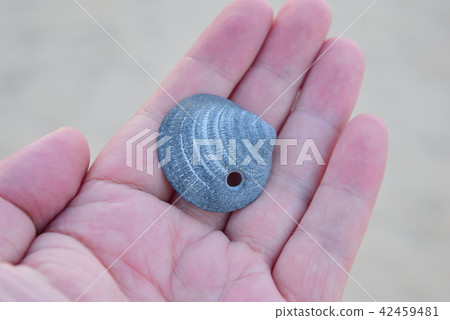clam clam 42459481