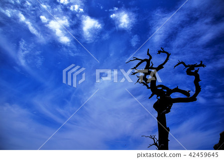 死木在天空下 42459645
