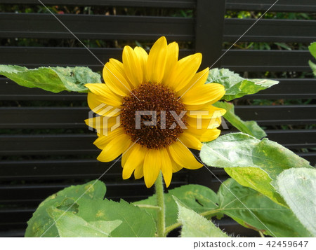 Sun Flower Sun Flower 42459647