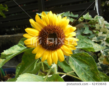 Sun Flower Sun Flower 42459648