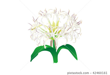 縣宮崎Hamayuu的花 縣宮崎Hamayuu的花 42460181