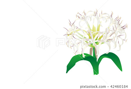 Flower of prefecture Miyazaki Hamayuu Flower of prefecture Miyazaki Hamayuu 42460184