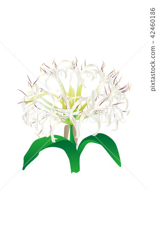 Flower of prefecture Miyazaki Hamayuu Flower of prefecture Miyazaki Hamayuu 42460186