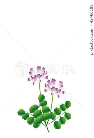 縣的花岐阜Renge 42460189